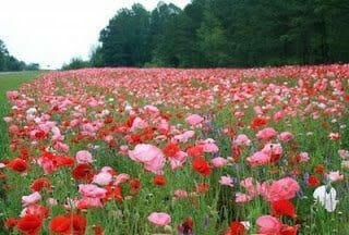 Jim Steele, Robert Frost, Poetry, Rose Pogonias, A Boy's Will